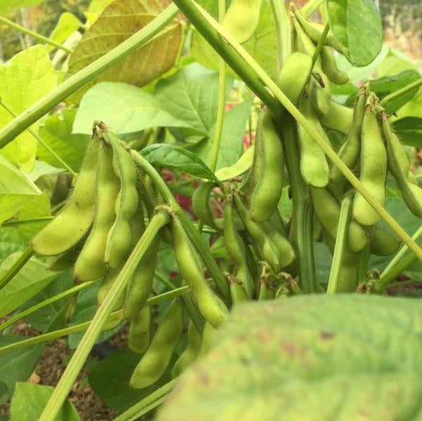 Seeds: Panther Edamame Soybean