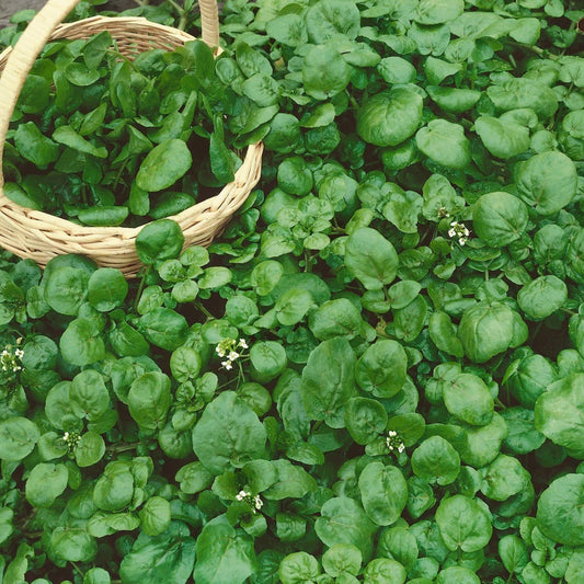 Seeds: Watercress