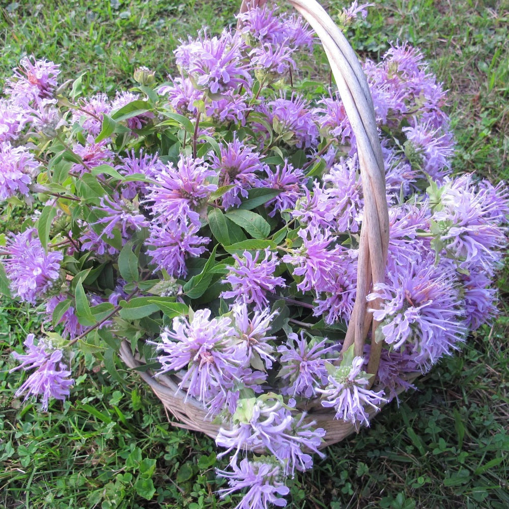 Seeds: Wild Bergamot