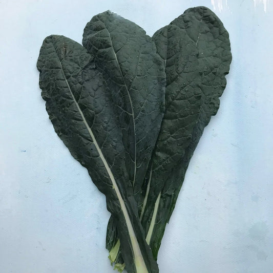 Seeds: Dino Kale