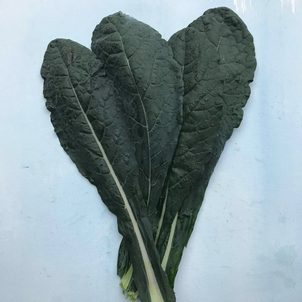Seeds: Dino Kale
