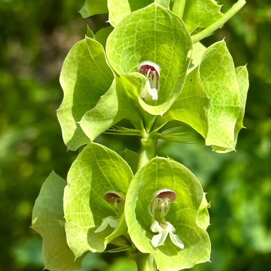 Seeds: Bells of Ireland