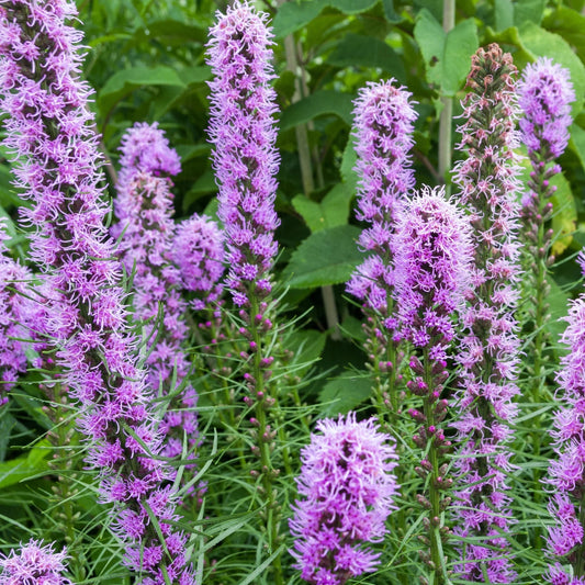 Seeds: Blazing Star
