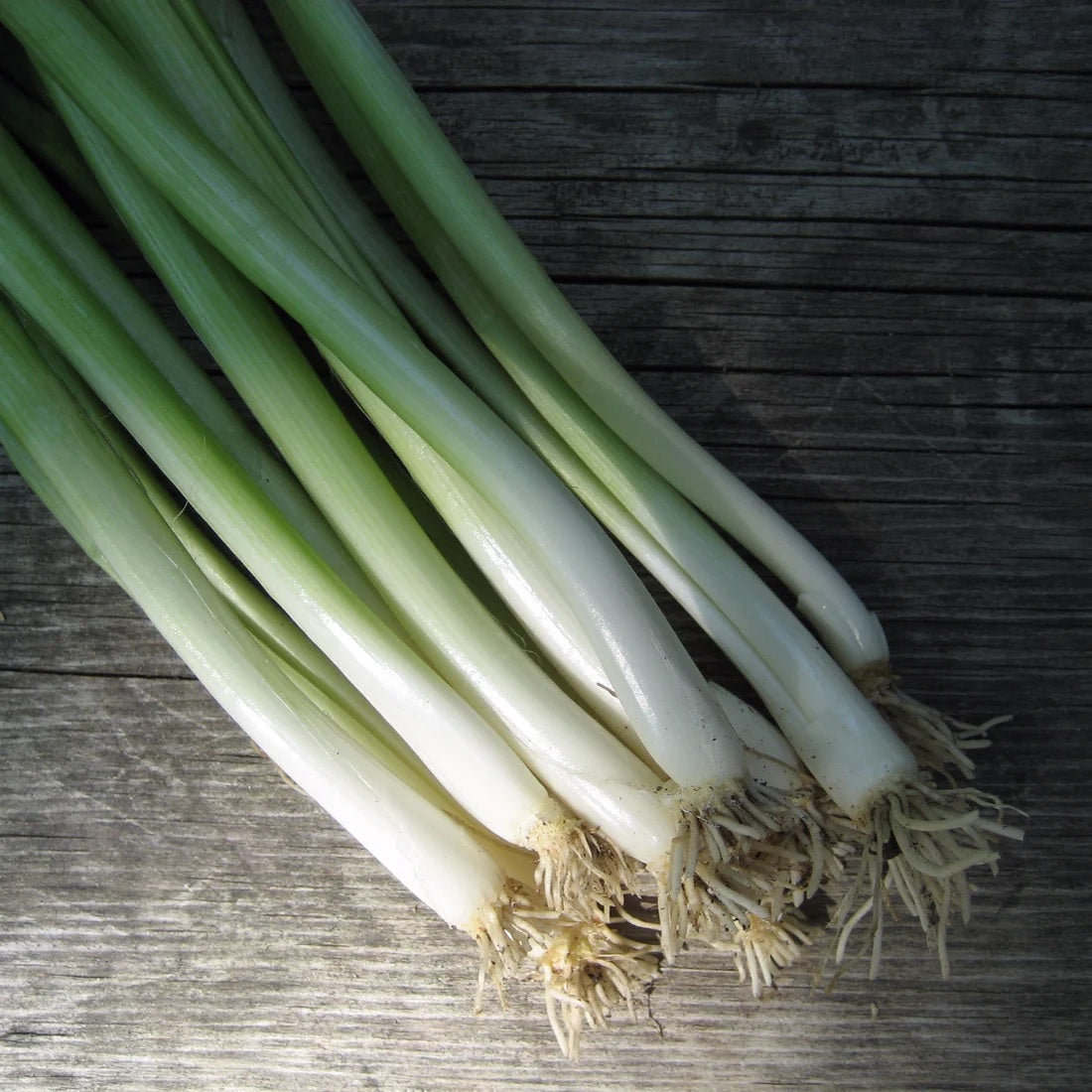 Seeds: Evergreen Scallion