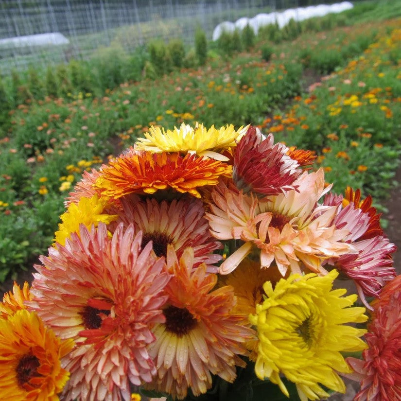 Seeds: Flashback Calendula Mix