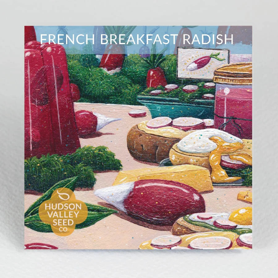 Seeds: French Breakfast Radish