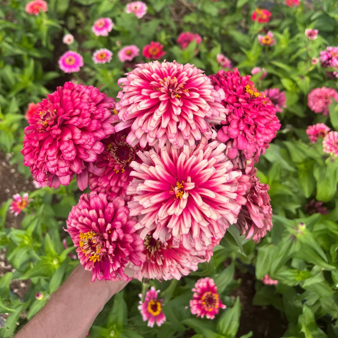 Seeds: Mazurkia Zinnia