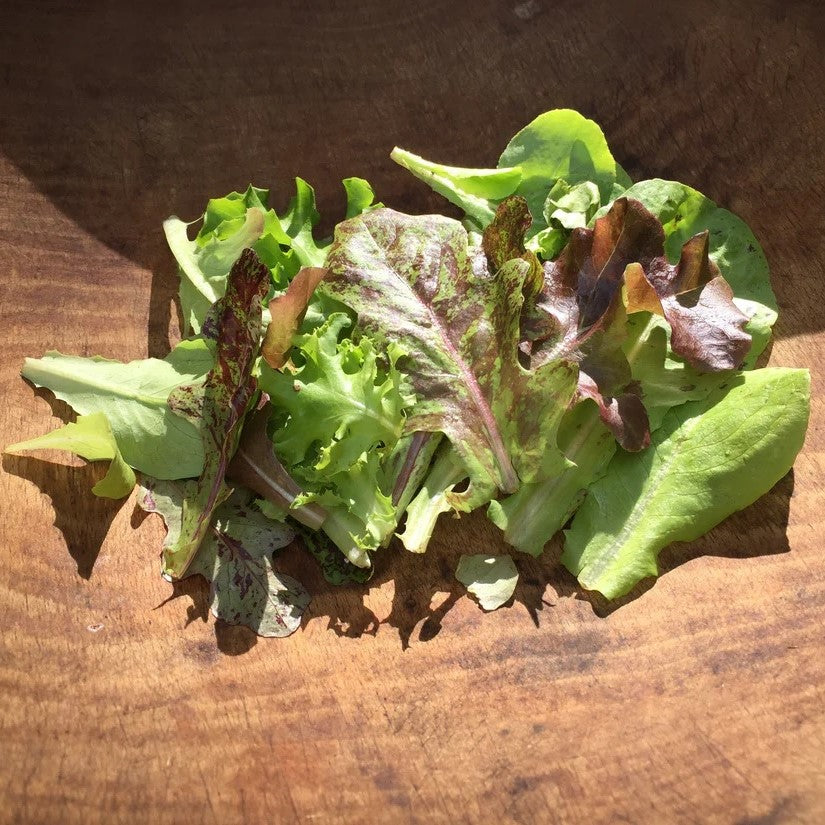 Seeds: Metta Lettuce Mix