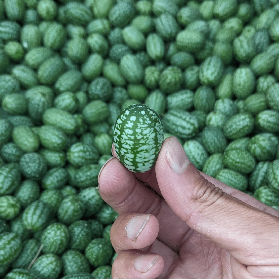 Seeds: Mexican Sour Gherkin