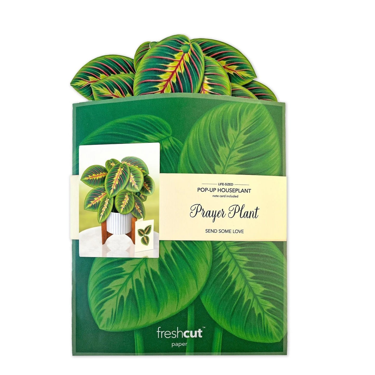 Paper Bouquet: Prayer Plant