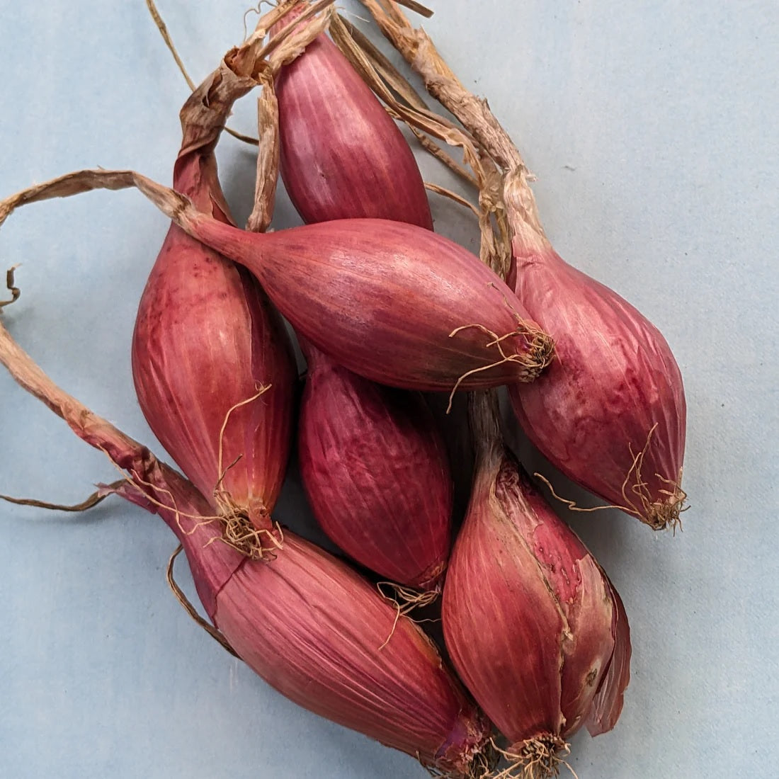 Seeds: Red Long of Tropea Onion