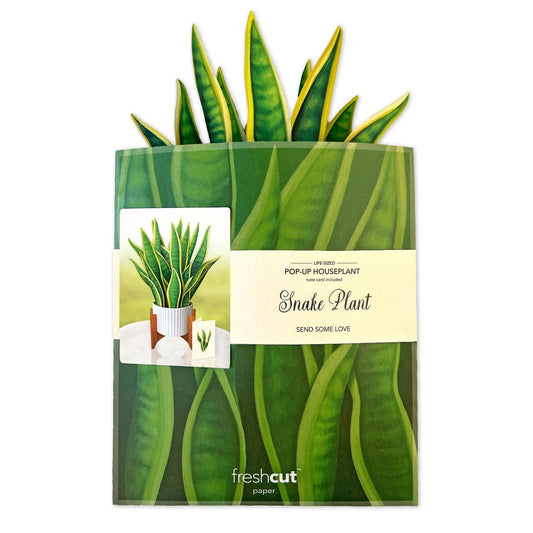 Paper Bouquet: Snake Plant