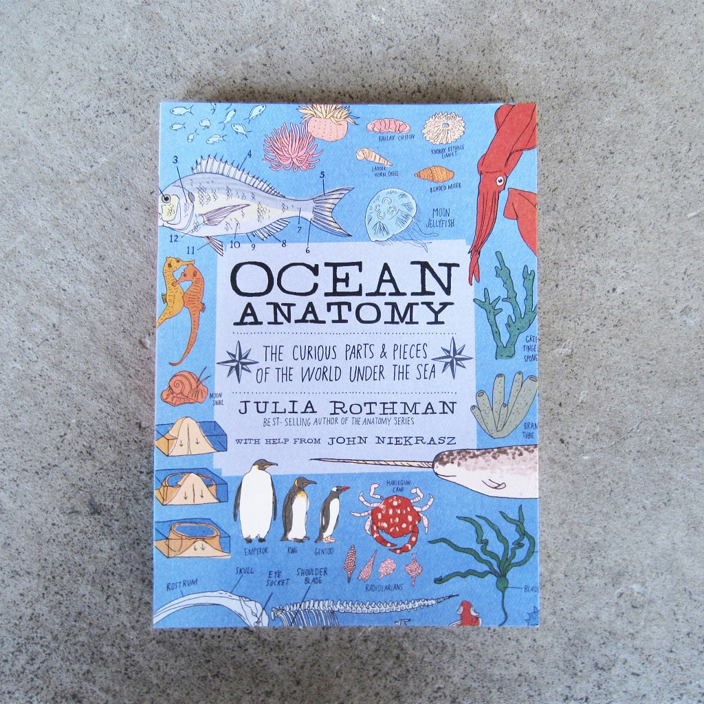 Ocean Anatomy