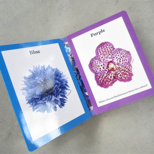 Rainbows in Bloom: Discovering Colors with Flowers