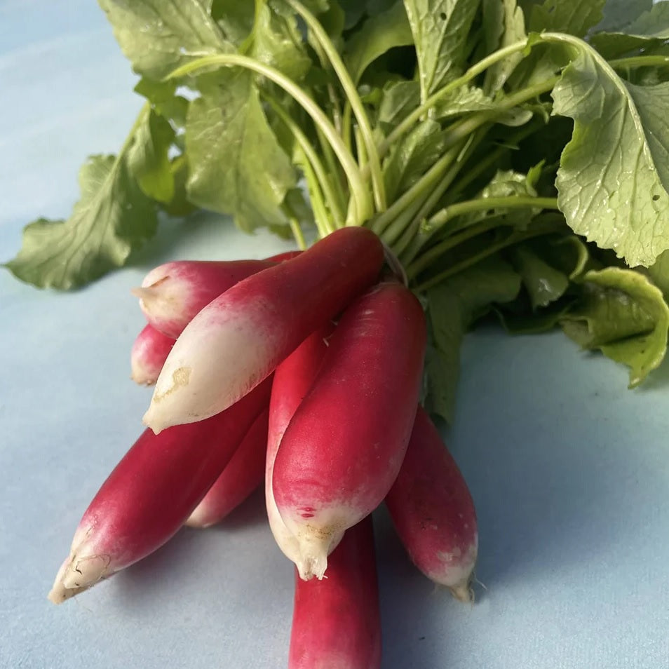 Seeds: French Breakfast Radish