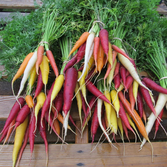 Seeds: Kaleidoscope Carrots