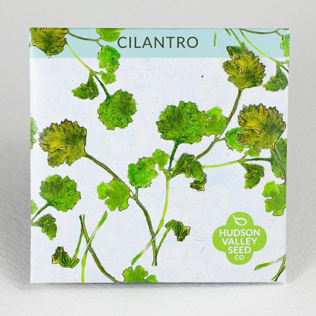 Seeds: Cilantro / Coriander