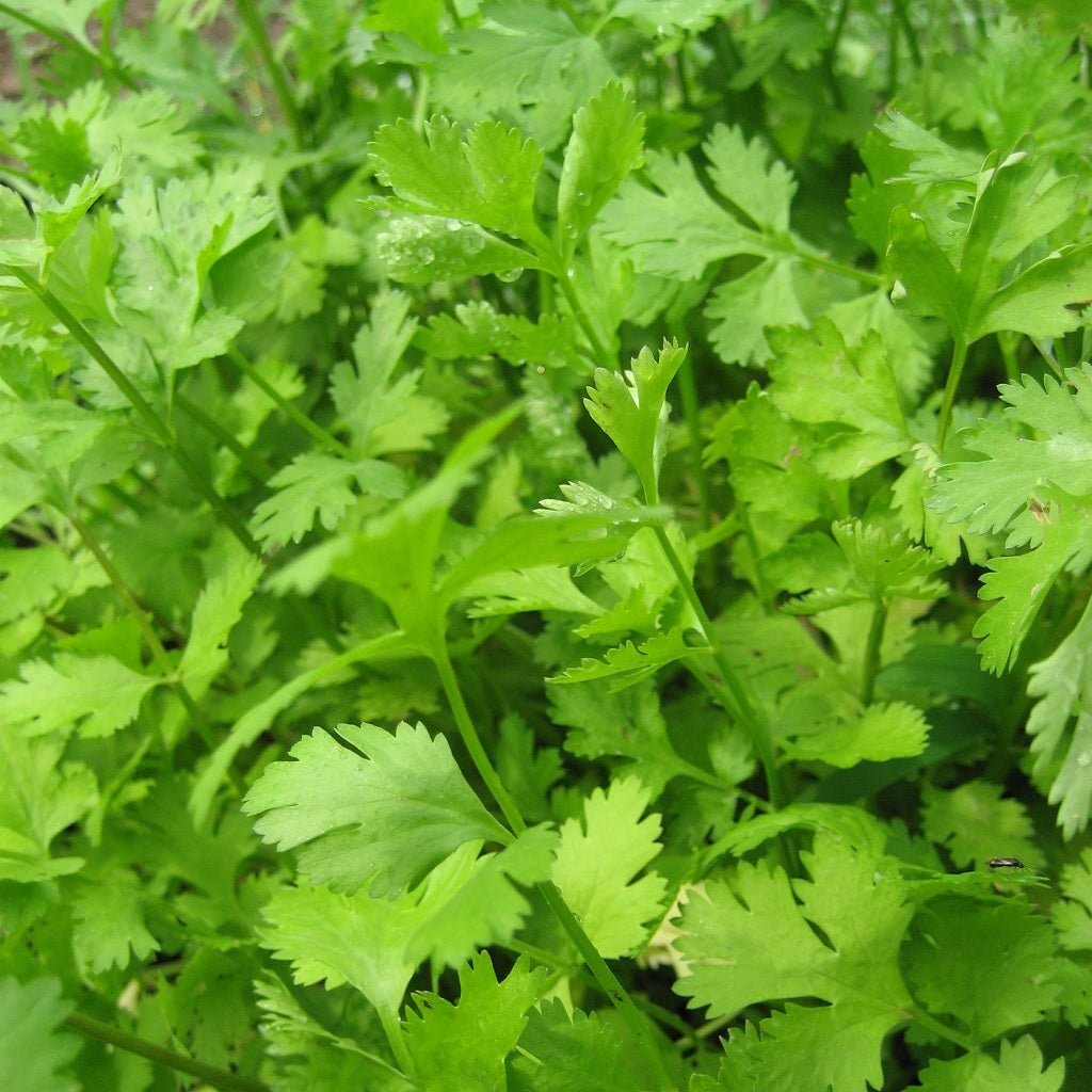 Seeds: Cilantro / Coriander