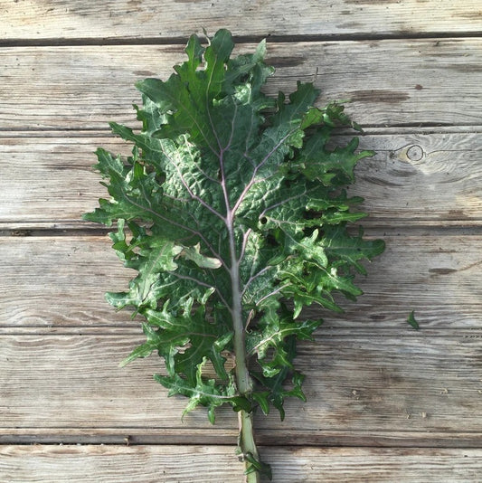 Seeds: All Stars Kale