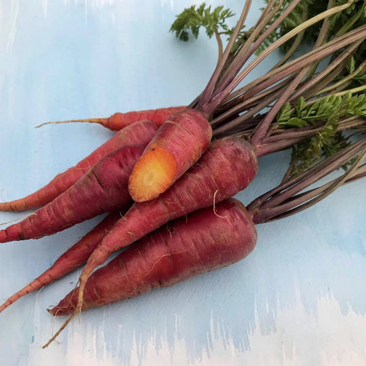 Seeds: Dragon Carrot