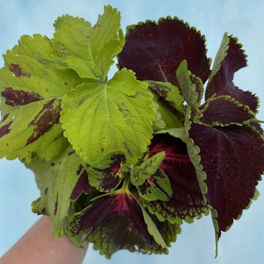 Seeds: Rainbow Mix Coleus