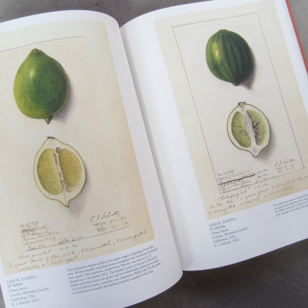 An Illustrated Catalog of American Fruits & Nuts