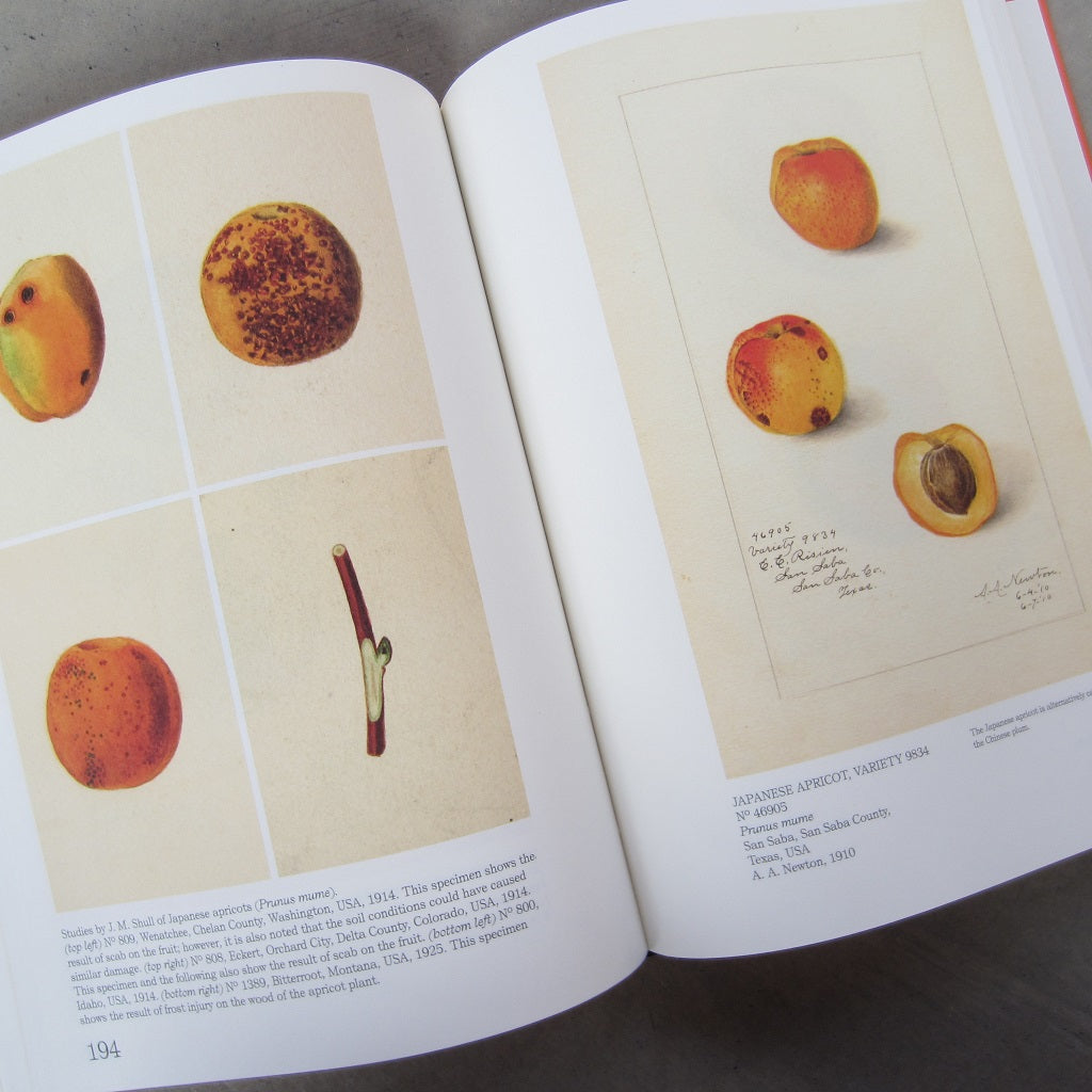 An Illustrated Catalog of American Fruits & Nuts